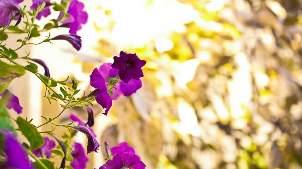 Cattleya Luxury Suites Kingston Pokoj fotografie